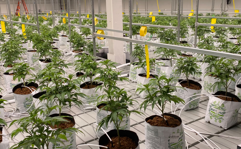 marijuana plants being cultivated