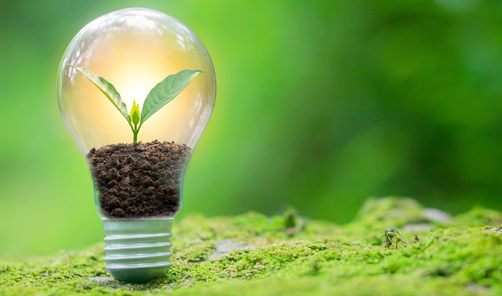 light bulb containing a plant sprouting from soil